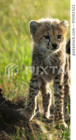 Beautiful Tanzania wildlife pictures  95093322