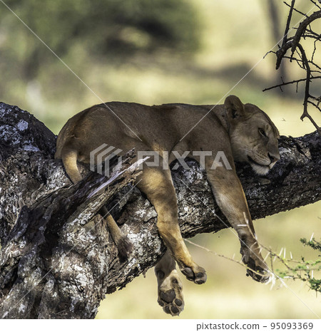 Beautiful Tanzania wildlife pictures  95093369