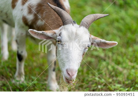 Goat eating grass 95093451