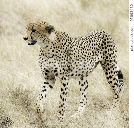 Beautiful Tanzania wildlife pictures Beautiful Tanzania wildlife pictures 95093480