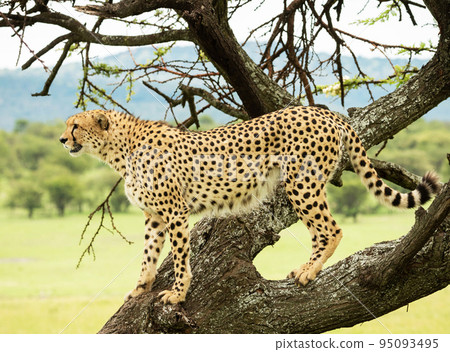 Magical Tanzania wildlife pictures Magical Tanzania wildlife pictures 95093495