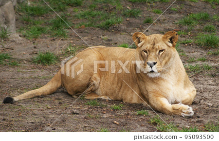 Best wildlife tours in Tanzania Best wildlife tours in Tanzania 95093500