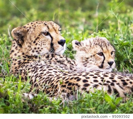 Best wildlife safari in Tanzania  95093502