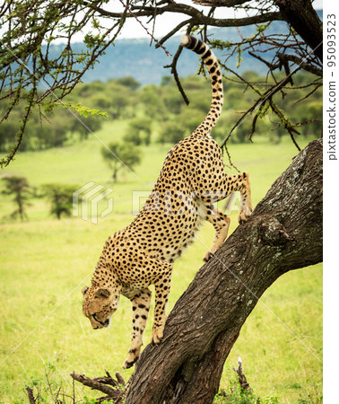 Best wildlife tours in Tanzania  95093523