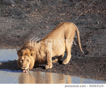 Best wildlife destination Tanzania  95093524