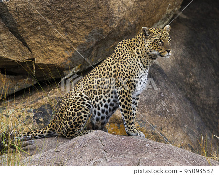 Tanzania wildlife pictures 95093532
