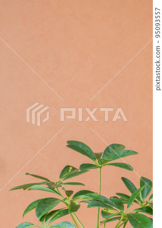 verigated leaves of Schefflera on a peach wall color background close 95093557