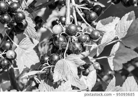 Beautiful berry branch black currant bush with natural leaves Beautiful berry branch black currant bush with natural leaves 95093685
