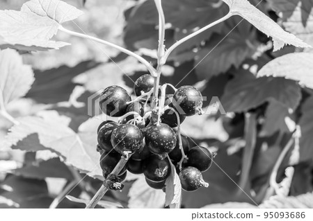 Beautiful berry branch black currant bush with natural leaves Beautiful berry branch black currant bush with natural leaves 95093686