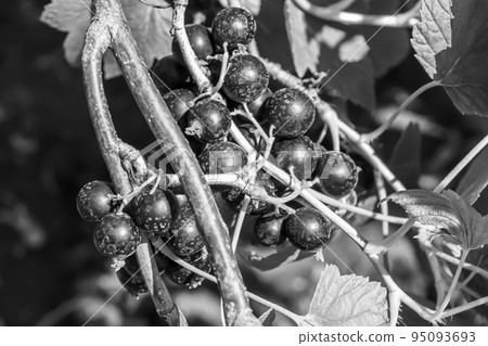 Beautiful berry branch black currant bush with natural leaves 95093693