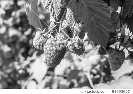 Photography on theme beautiful berry branch raspberry bush Photography on theme beautiful berry branch raspberry bush 95093697
