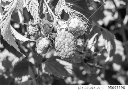 Photography on theme beautiful berry branch raspberry bush Photography on theme beautiful berry branch raspberry bush 95093698