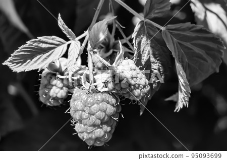 Photography on theme beautiful berry branch raspberry bush Photography on theme beautiful berry branch raspberry bush 95093699