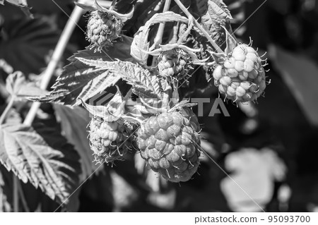 Photography on theme beautiful berry branch raspberry bush Photography on theme beautiful berry branch raspberry bush 95093700