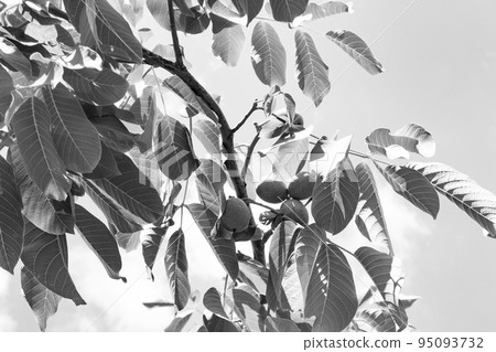 Photography on theme beautiful nut branch walnut tree Photography on theme beautiful nut branch walnut tree 95093732
