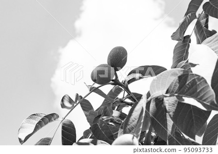 Photography on theme beautiful nut branch walnut tree Photography on theme beautiful nut branch walnut tree 95093733