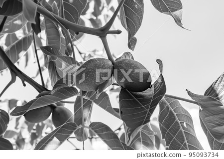 Photography on theme beautiful nut branch walnut tree Photography on theme beautiful nut branch walnut tree 95093734