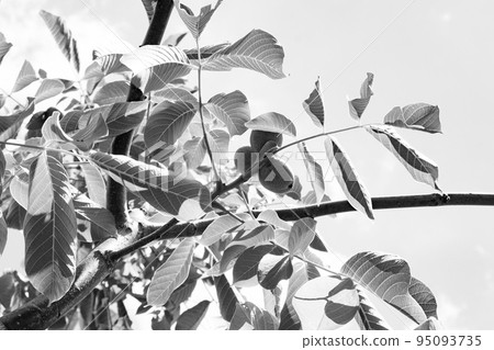 Photography on theme beautiful nut branch walnut tree Photography on theme beautiful nut branch walnut tree 95093735