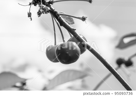 Photography on theme beautiful fruit branch cherry tree Photography on theme beautiful fruit branch cherry tree 95093736