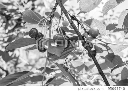 Photography on theme beautiful fruit branch cherry tree Photography on theme beautiful fruit branch cherry tree 95093740