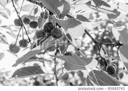 Photography on theme beautiful fruit branch cherry tree Photography on theme beautiful fruit branch cherry tree 95093741