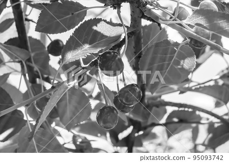 Photography on theme beautiful fruit branch cherry tree Photography on theme beautiful fruit branch cherry tree 95093742