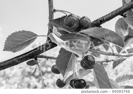 Photography on theme beautiful fruit branch cherry tree Photography on theme beautiful fruit branch cherry tree 95093748