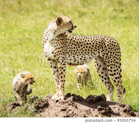 Beautiful Tanzania wildlife pictures Beautiful Tanzania wildlife pictures 95093754