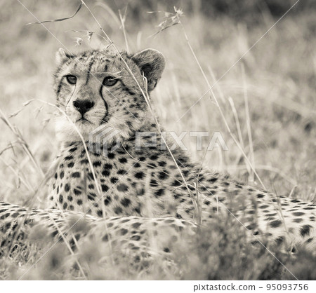 Best wildlife safari in Tanzania Best wildlife safari in Tanzania 95093756