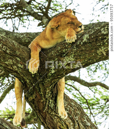 Best wildlife sanctuary in Tanzania Best wildlife sanctuary in Tanzania 95093757