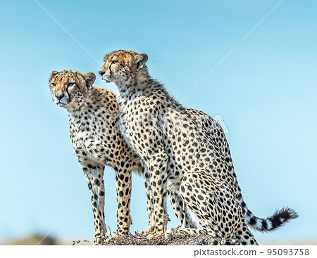Best wildlife tours in Tanzania Best wildlife tours in Tanzania 95093758