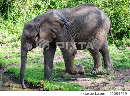 Best wildlife destination Tanzania Best wildlife destination Tanzania 95093759