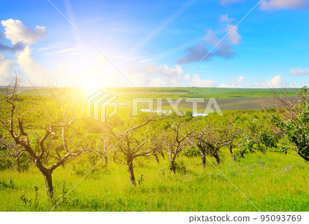 Old abandoned orchard and sun. 95093769