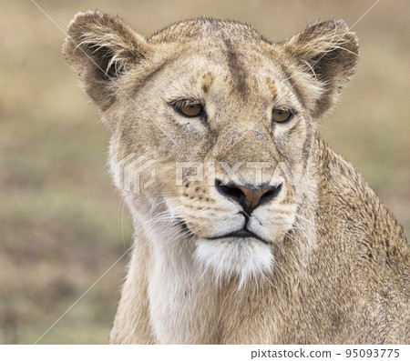 Tanzania Wildlife photography Tanzania Wildlife photography 95093775