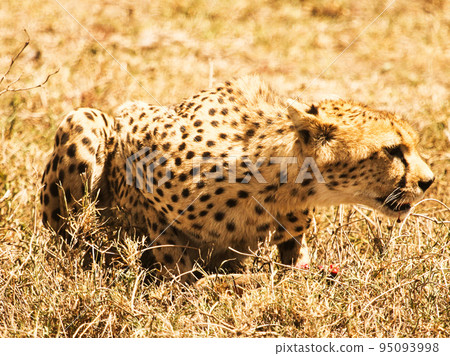 Beautiful Tanzania wildlife pictures Beautiful Tanzania wildlife pictures 95093998