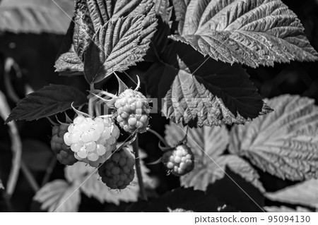 Photography on theme beautiful berry branch raspberry bush Photography on theme beautiful berry branch raspberry bush 95094130