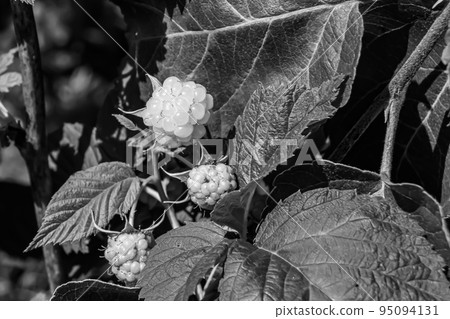 Photography on theme beautiful berry branch raspberry bush Photography on theme beautiful berry branch raspberry bush 95094131