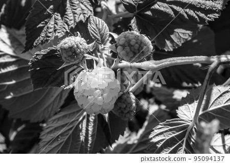 Photography on theme beautiful berry branch raspberry bush Photography on theme beautiful berry branch raspberry bush 95094137