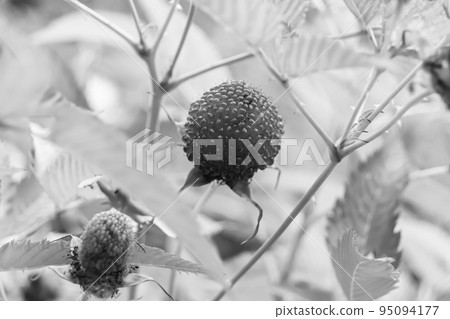 Beautiful berry branch japanese strawberry bush 95094177