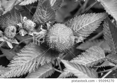 Beautiful berry branch japanese strawberry bush 95094270