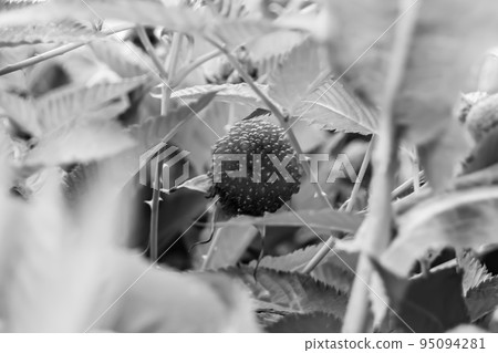 Beautiful berry branch japanese strawberry bush Beautiful berry branch japanese strawberry bush 95094281