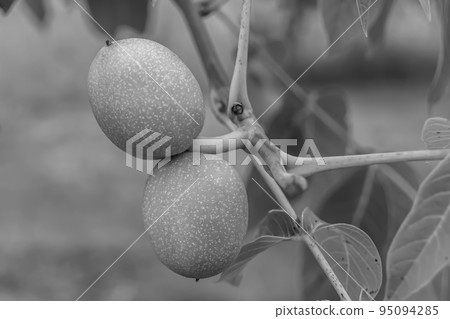 Photography on theme beautiful nut branch walnut tree 95094285