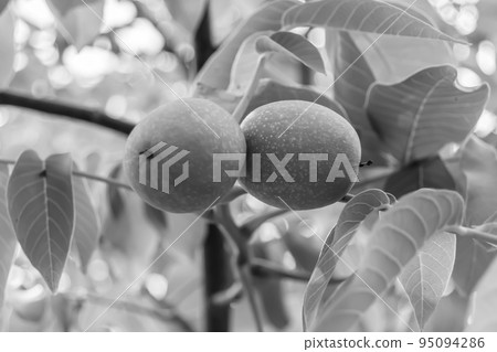 Photography on theme beautiful nut branch walnut tree 95094286