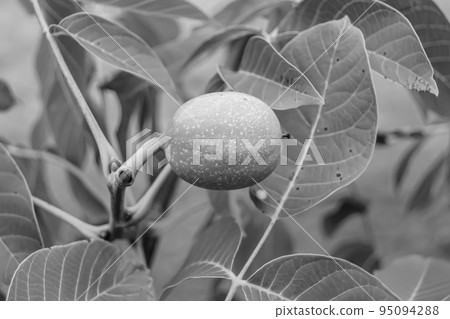 Photography on theme beautiful nut branch walnut tree Photography on theme beautiful nut branch walnut tree 95094288