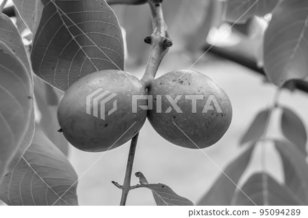 Photography on theme beautiful nut branch walnut tree Photography on theme beautiful nut branch walnut tree 95094289