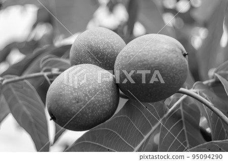 Photography on theme beautiful nut branch walnut tree Photography on theme beautiful nut branch walnut tree 95094290