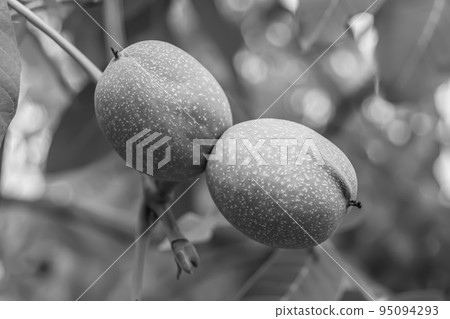 Photography on theme beautiful nut branch walnut tree 95094293