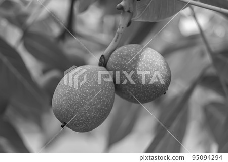 Photography on theme beautiful nut branch walnut tree 95094294