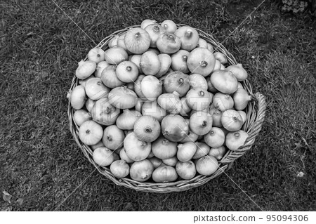 Photography on theme beautiful onion vegetable plant 95094306