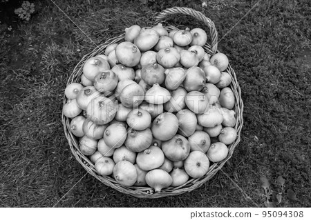 Photography on theme beautiful onion vegetable plant Photography on theme beautiful onion vegetable plant 95094308